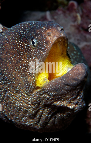 Gymnothorax nudivomer moray (étoilé), Mirbat, Oman, l'Océan Indien, l'underwater Banque D'Images