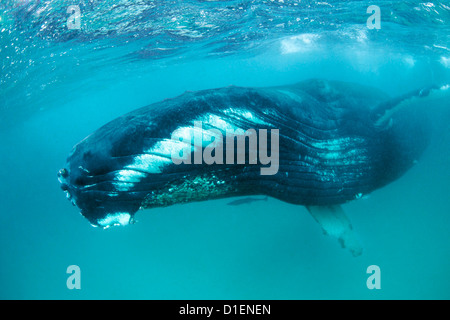 Baleine à bosse (Megaptera novaeangliae), Khuriya Muriya, Oman, l'Océan Indien, l'underwater Banque D'Images