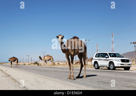 Dromedars sur route en Oman Banque D'Images