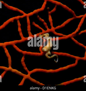 Denise's hippocampe pygmée (Hippocampus denise) dans un corail, l'Île Cabilao, Bohol, Philippines, l'océan Pacifique, underwater Banque D'Images