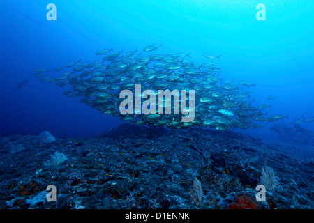 De l'école les carangues (Caranx sexfasciatus obèse), Isla, Coiba Panama, l'océan Pacifique, underwater Banque D'Images