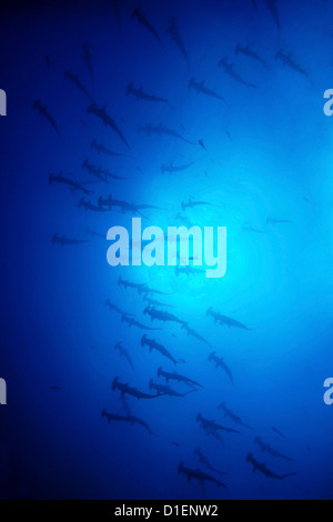 L'École de requins-marteau halicorne (Sphyrna lewini), l'île de Malpelo, en Colombie, l'océan Pacifique, underwater Banque D'Images