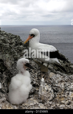 Fou masqué (Sula dactylatra) avec juveline oiseau sur l'île de Malpelo, Colombie Banque D'Images