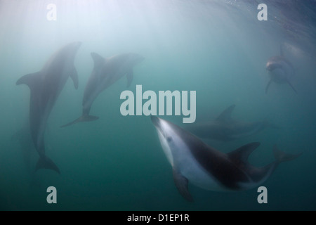 Les dauphins (Lagenorhynchus obscurus), Kaikoura, île du Sud, Nouvelle-Zélande, l'océan Pacifique, underwater Banque D'Images