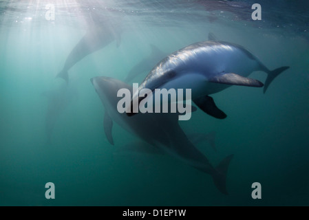 Les dauphins (Lagenorhynchus obscurus), Kaikoura, île du Sud, Nouvelle-Zélande, l'océan Pacifique, underwater Banque D'Images