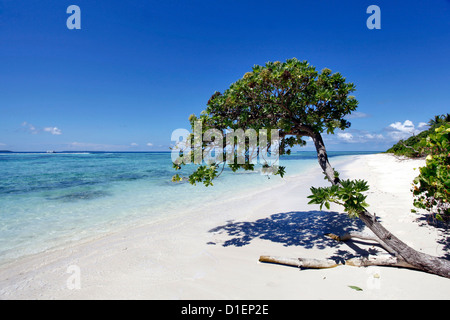Arbre sur plage sur une île dans l'atoll de Baa, Maldives l Banque D'Images
