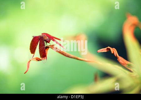 Une libellule rouge au repos sur une feuille avec un fond vert (Neurothemis terminata) Banque D'Images