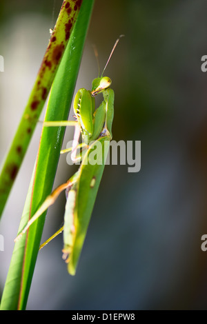 Le Mantis dans les feuilles vertes, selective focus sur les yeux du prédateur Banque D'Images