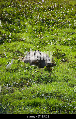 Close up of Vertical un buffle avec oiseaux mynah assis sur le dos de se perdre dans l'eau dans le Kerala. Banque D'Images