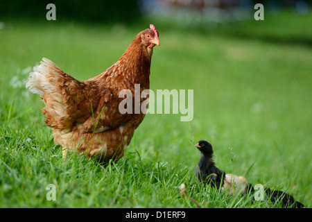 Avec les poussins de poulet on meadow Banque D'Images