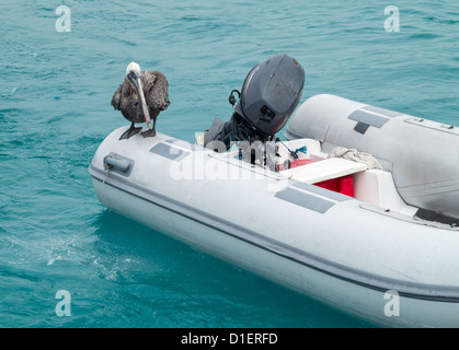 Pelican Galapagos s'est posé sur l'arrière du petit radeau au large de la côte du parc national des Îles Galapagos Banque D'Images