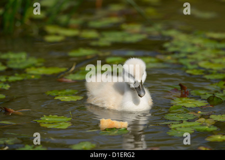 Poussin le Cygne tuberculé (Cygnus olor) flottant sur l'eau Banque D'Images