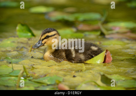 Poussin colvert (Anas platyrhynchos) flottant sur l'eau Banque D'Images