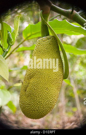 Close up vertical d'un jacquier (Artocarpus heterophyllus) suspendue à un arbre à la plantation d'épices de l'Inde. Banque D'Images