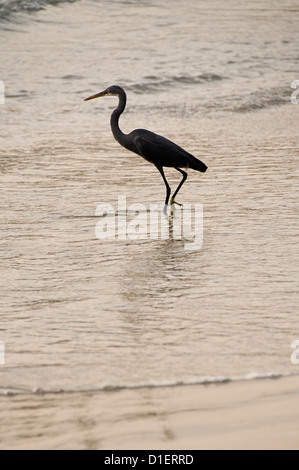 Close up vertical d'une Aigrette des récifs de l'Ouest, Egretta gularis, sur la plage de Varkala, Kerala. Banque D'Images