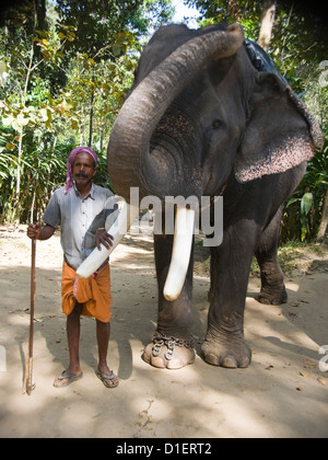 Portrait vertical d'un éléphant indien avec sa trompe et son mahout debout dans la jungle. Banque D'Images