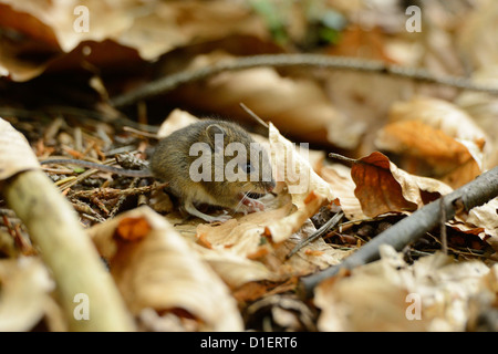 Les jeunes souris bois (Apodemus sylvaticus) sur les feuilles Banque D'Images