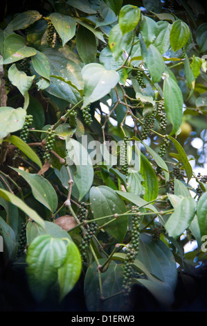 Close up vertical d'une vigne de poivre noir (Piper nigrum) avec beaucoup de fruits au poivre vert accroché à elle. Banque D'Images