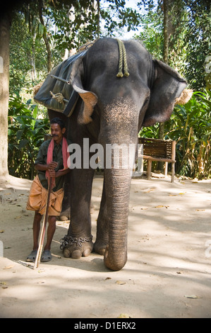 Portrait vertical d'un éléphant indien et son mahout posant pour des photographies dans la jungle. Banque D'Images