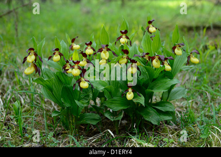 Lady's Slipper Orchid Cypripedium calceolus Banque D'Images