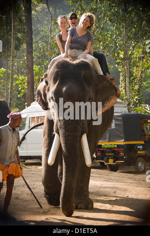 Portrait vertical de touristes occidentaux having fun riding un éléphant indien au Kerala, en Inde. Banque D'Images