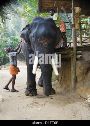 Portrait vertical d'un éléphant indien et son mahout selle en haut prêt pour une expédition dans la jungle avec les touristes. Banque D'Images