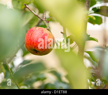 Seule pomme rouge se distingue parmi des problèmes de mise au point ou l'accent peu profond feuilles d'arbre Banque D'Images