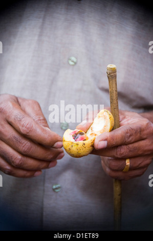 Vue verticale d'un guide indien enlevant l'arille ou arillus pour révéler la semence de la muscade myristica fragrans fruit(). Banque D'Images