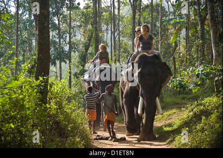 Portrait horizontal de touristes occidentaux équitation éléphants indiens sur un trek à travers la jungle dans le Kerala. Banque D'Images