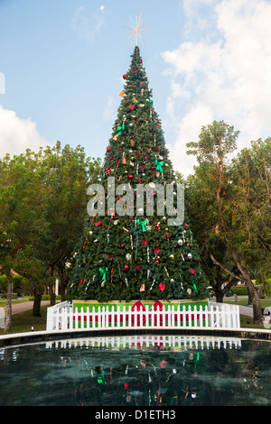 Grand grand arbre de Noël dans le parc extérieur de Key Biscayne en Floride décorée pour Noël Banque D'Images