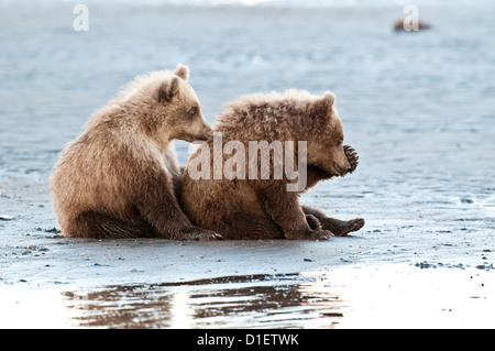 Brown bear cubs sur platin, Lake Clark National Park, AK Banque D'Images