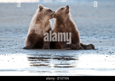 Brown bear cubs sur platin, Lake Clark National Park, AK Banque D'Images