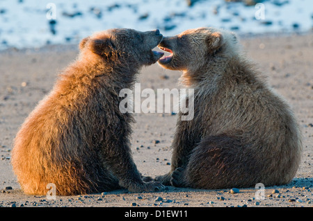 Brown bear cubs sur platin, Lake Clark National Park, AK Banque D'Images