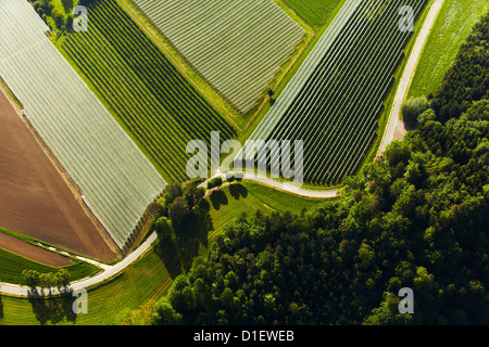 Verger au bord de la forêt, photo aérienne Banque D'Images