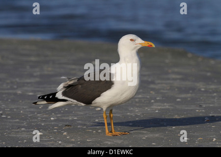 Moindre Goéland marin (Larus fuscus) golfe du Mexique États-Unis Banque D'Images