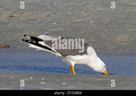 Moindre Goéland marin (Larus fuscus) golfe du Mexique États-Unis Banque D'Images