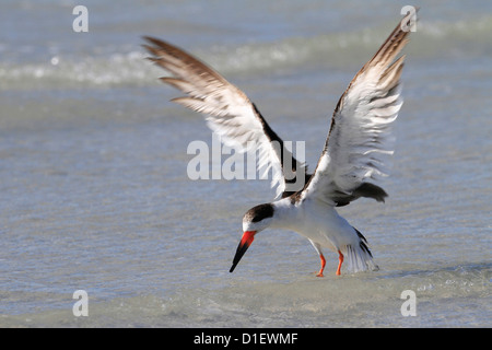 Black Skimmer Rynchops niger (alimentation) le long du littoral du golfe du Mexique, Floride USA Banque D'Images