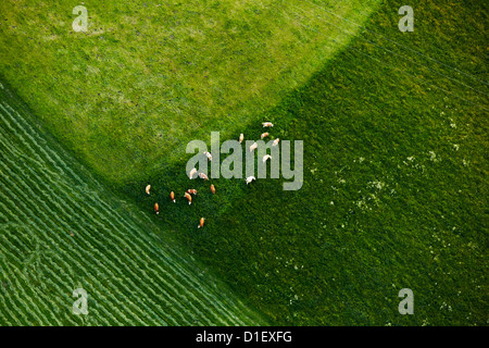 Les vaches dans les pâturages, aerial photo Banque D'Images