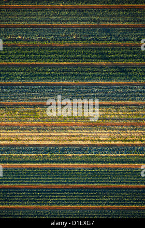 Champs de légumes avec différentes sortes de choux, aerial photo Banque D'Images