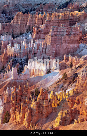 Première réflexion s'allume l'amphithéâtre de cheminées dans l'Utah, le Parc National de Bryce Canyon. Banque D'Images