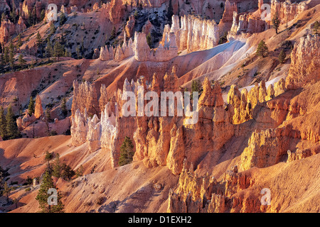 Première réflexion s'allume l'amphithéâtre de cheminées dans l'Utah, le Parc National de Bryce Canyon. Banque D'Images