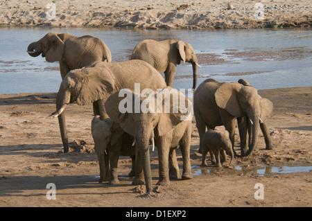 Les éléphants par rive d'Uaso Nyiro, boire-bébé en troupeau Banque D'Images