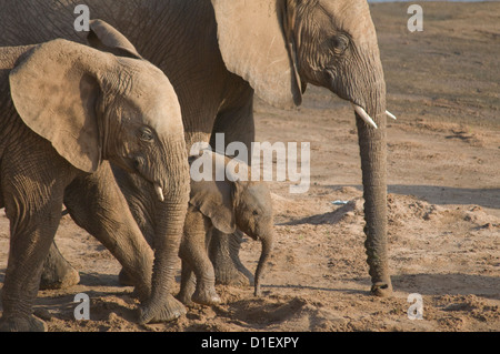 Les éléphants et bébé par rive d'Uaso Nyiro, boire des trous creusés ils Banque D'Images