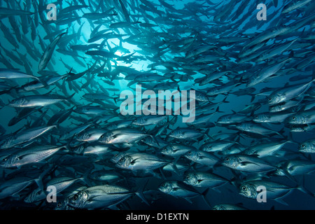 De l'école les carangues (Caranx sexfasciatus obèse) en liberté Wreck, Tulamben, Bali, Indonésie, l'océan Pacifique, underwater Banque D'Images