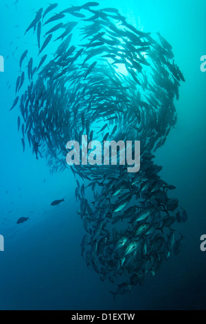 De l'école les carangues (Caranx sexfasciatus obèse) en liberté Wreck, Tulamben, Bali, Indonésie, l'océan Pacifique, underwater Banque D'Images