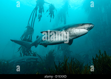 Broadnose sevengill Notorynchus cepedianus (requins), près de Simons Town, Cape Town, Afrique du Sud, Océan Atlantique, underwater Banque D'Images