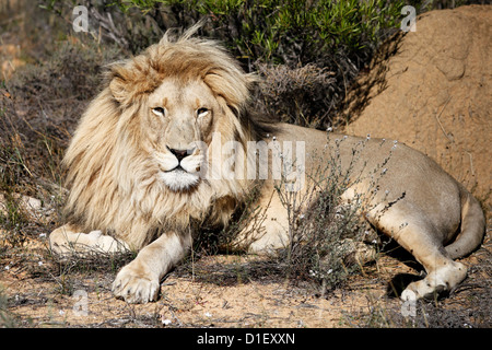 Lion mâle dans game Park, près de Cape Town, Afrique du Sud Banque D'Images