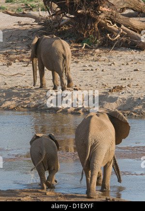 Les éléphants traversant Uaso Nyiro Banque D'Images