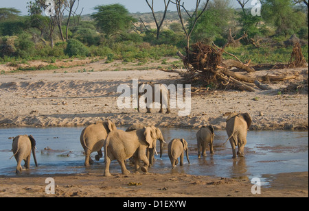 Les éléphants traversant Uaso Nyiro Banque D'Images