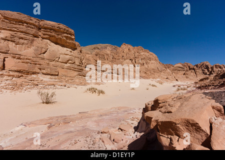 Les petites plantes du désert se développer à travers les sables du désert sec dans une région éloignée du désert du Sinaï Banque D'Images